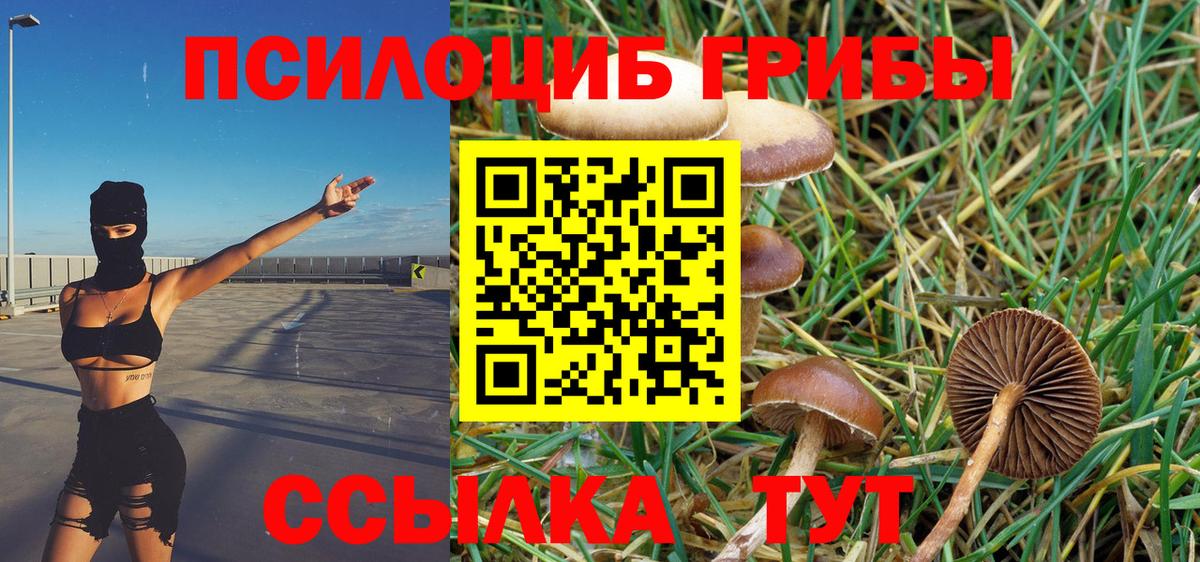 Псилоцибиновые грибы Cubensis Тольятти
