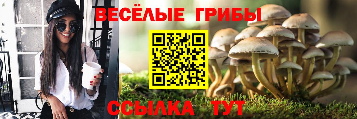 Псилоцибиновые грибы мицелий  Псилоцибиновые грибы Cubensis  Тольятти 